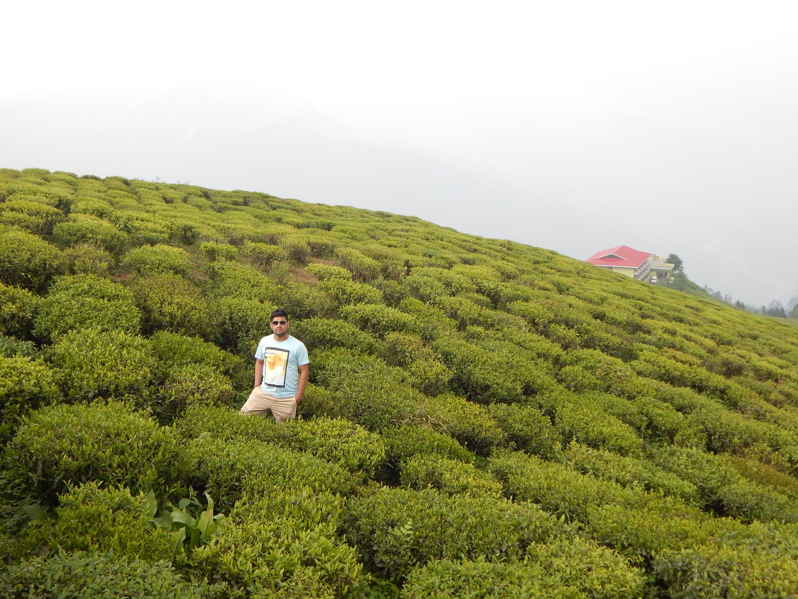 TEMI TEA GARDEN