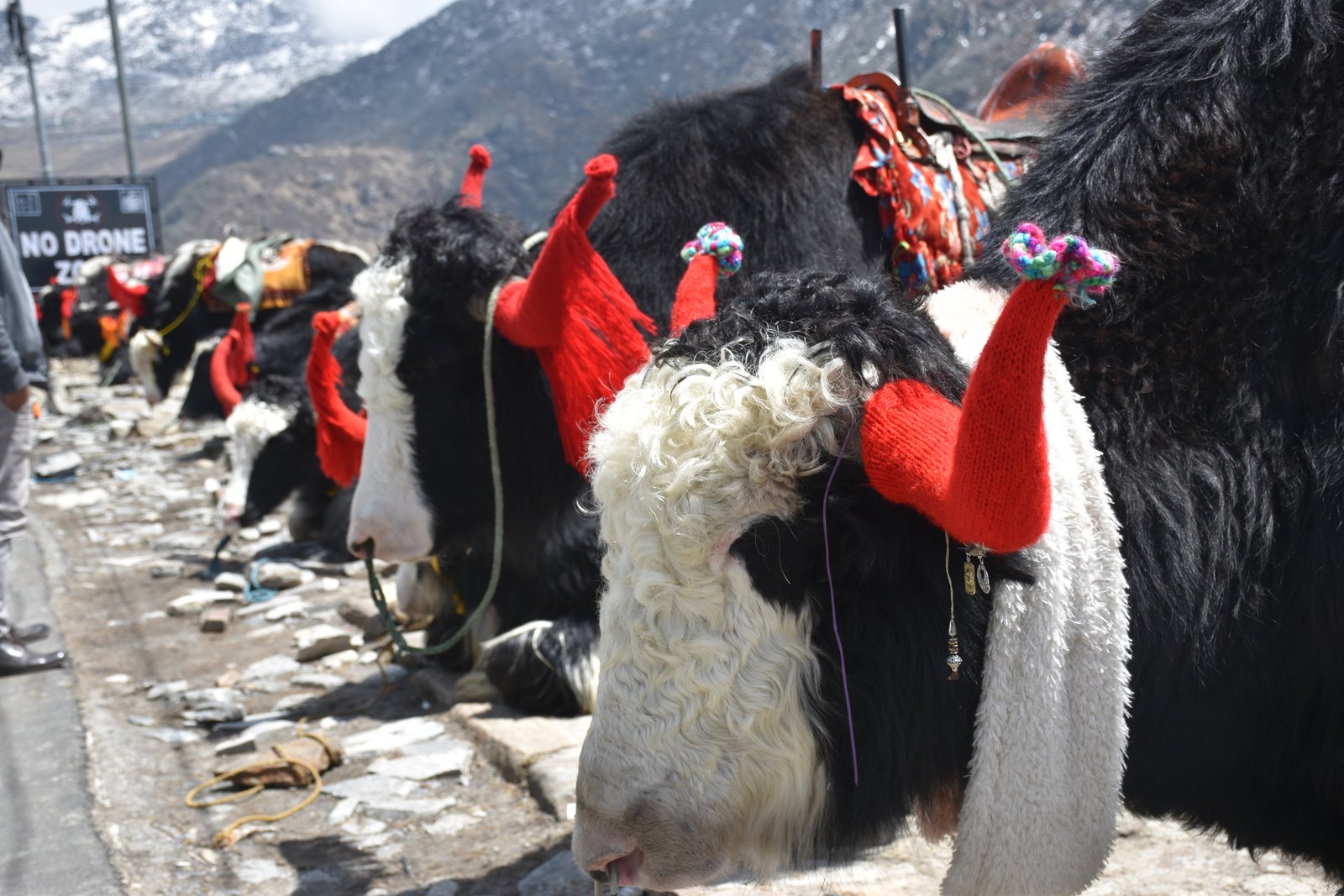 YAKS AT CHANGU LAKE